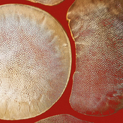 Taroug – Cicada