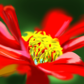 Wildflower