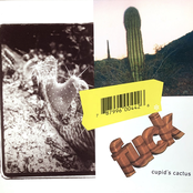 Cupid's Cactus