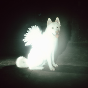 Fat Dog