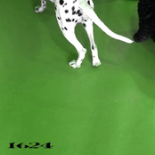 1624