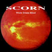 White Irises Blind
