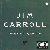 Praying Mantis