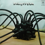 Tarantula