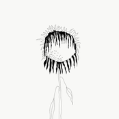 nand – Sonnenblumenfeld