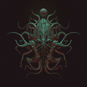 Night Squid / Fried