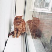 Ginger
