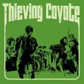 Thieving Coyote
