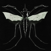 GNAT