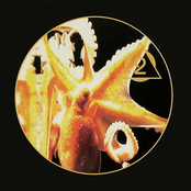 Octopus 2