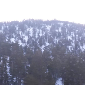 The Forest