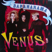 Venus cover