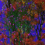 From the Root of Jesse Proceeds a Splendid Flower