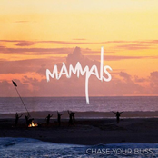 Chase Your Bliss
