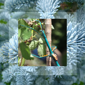 Achrioptera Fallax