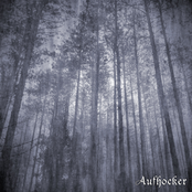 Forest of Disillusionment