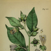 Nightshade