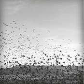 Migration To Nowhere