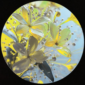 Celandine