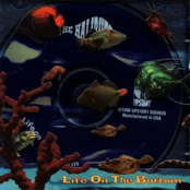 Life on the Bottom