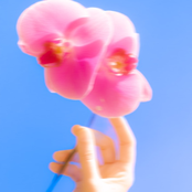 toldmyself cover