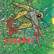 Grasshopper