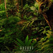 Deep In The Rainforest