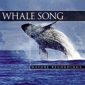 Whale Song