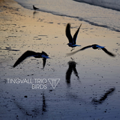 Tingvall Trio – Birds
