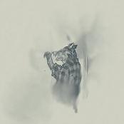 In a Fog-Adorned Clearing