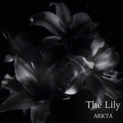The Lily