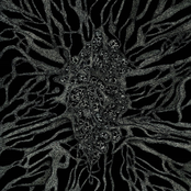 Between Roots And Darkness