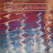 The Rose Of Avalanche