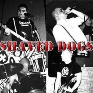Avatar de Shaved Dogs