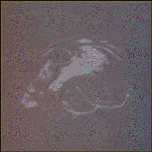 Avatar for Panther Skull