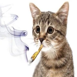 Avatar de yungzawaa