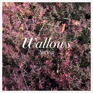 Wallows