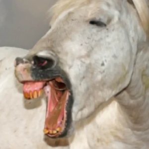 Avatar for Donkey Tae