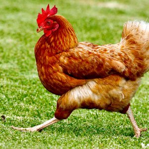 Avatar for Chicken Sounds