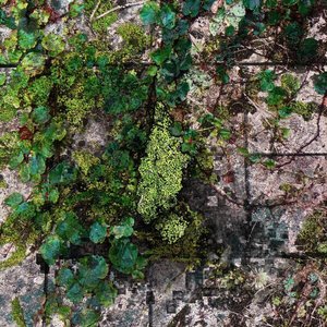 Inner Explorations