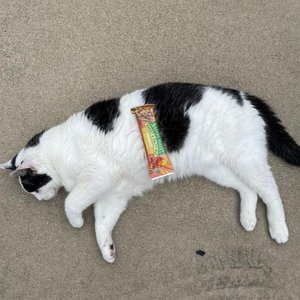 Cat Eat Cat [Explicit]
