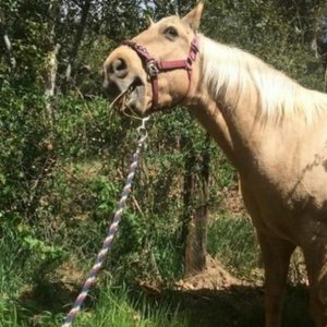 Horsey - Single