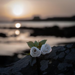 WHERE ROSES WEEP
