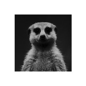 hello little meerkat girl !