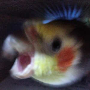 Avatar for Monke Beaters