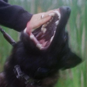 Fighter Dog