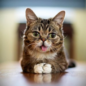 Avatar for Lil Bub