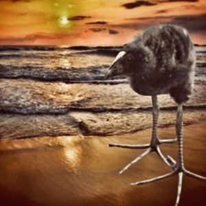 bird song
