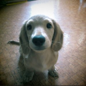 Avatar de 夕方の犬(U ・ェ・)