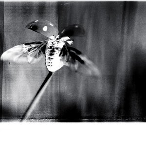 Lady Beetle